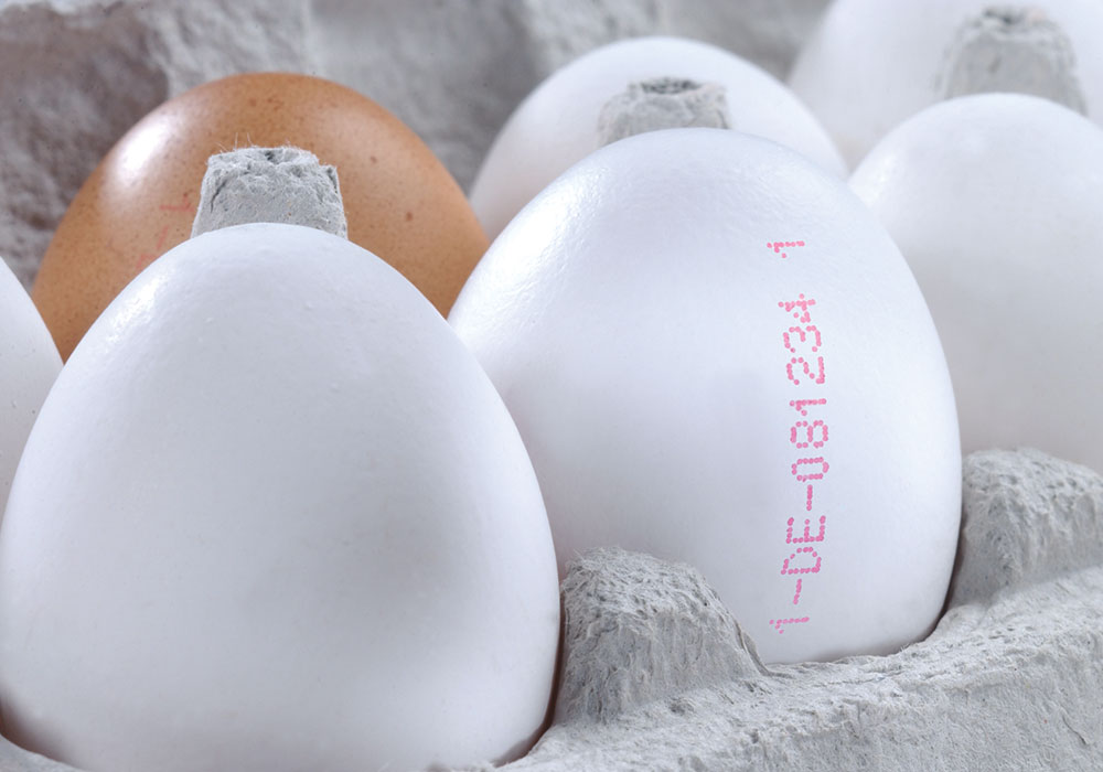 egg-sample1.jpg